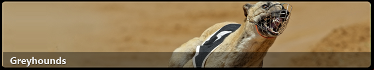 Greyhounds